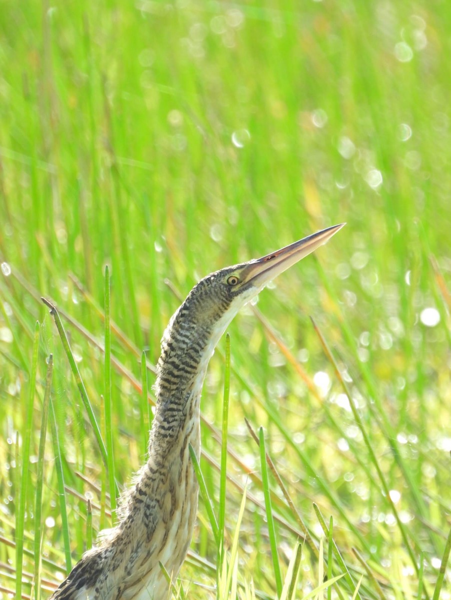 Pinnated Bittern - ML609227363