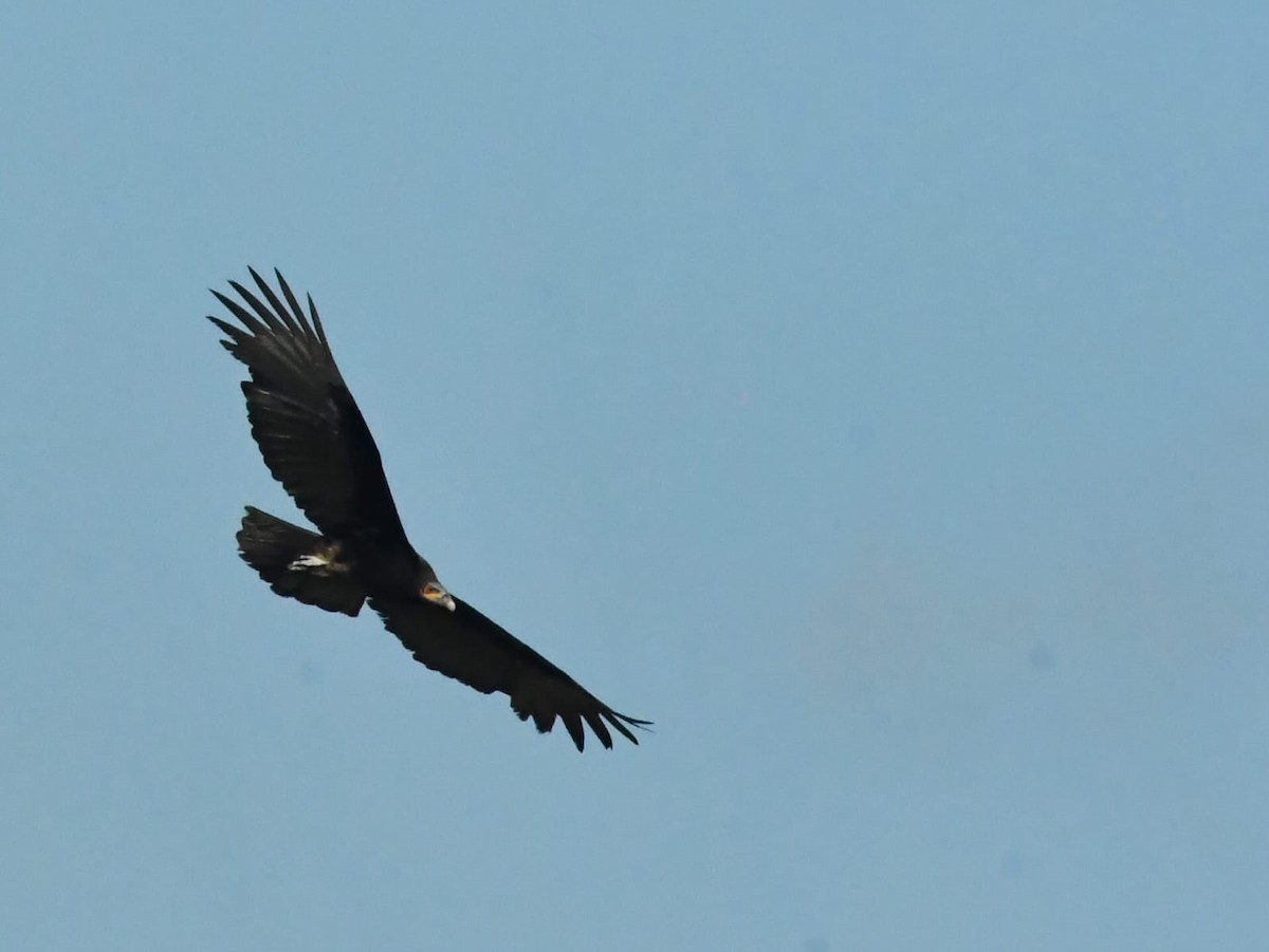 Lesser Yellow-headed Vulture - ML609227399