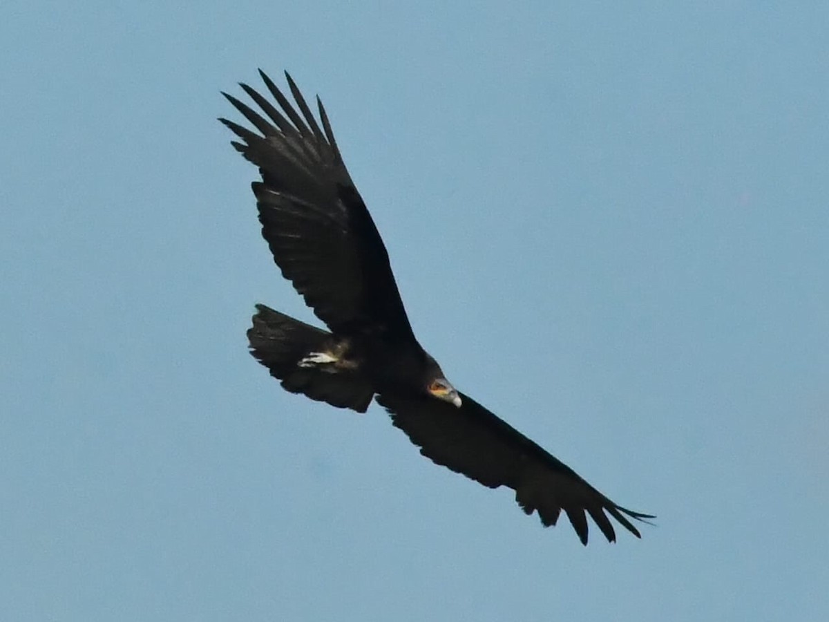 Lesser Yellow-headed Vulture - ML609227400