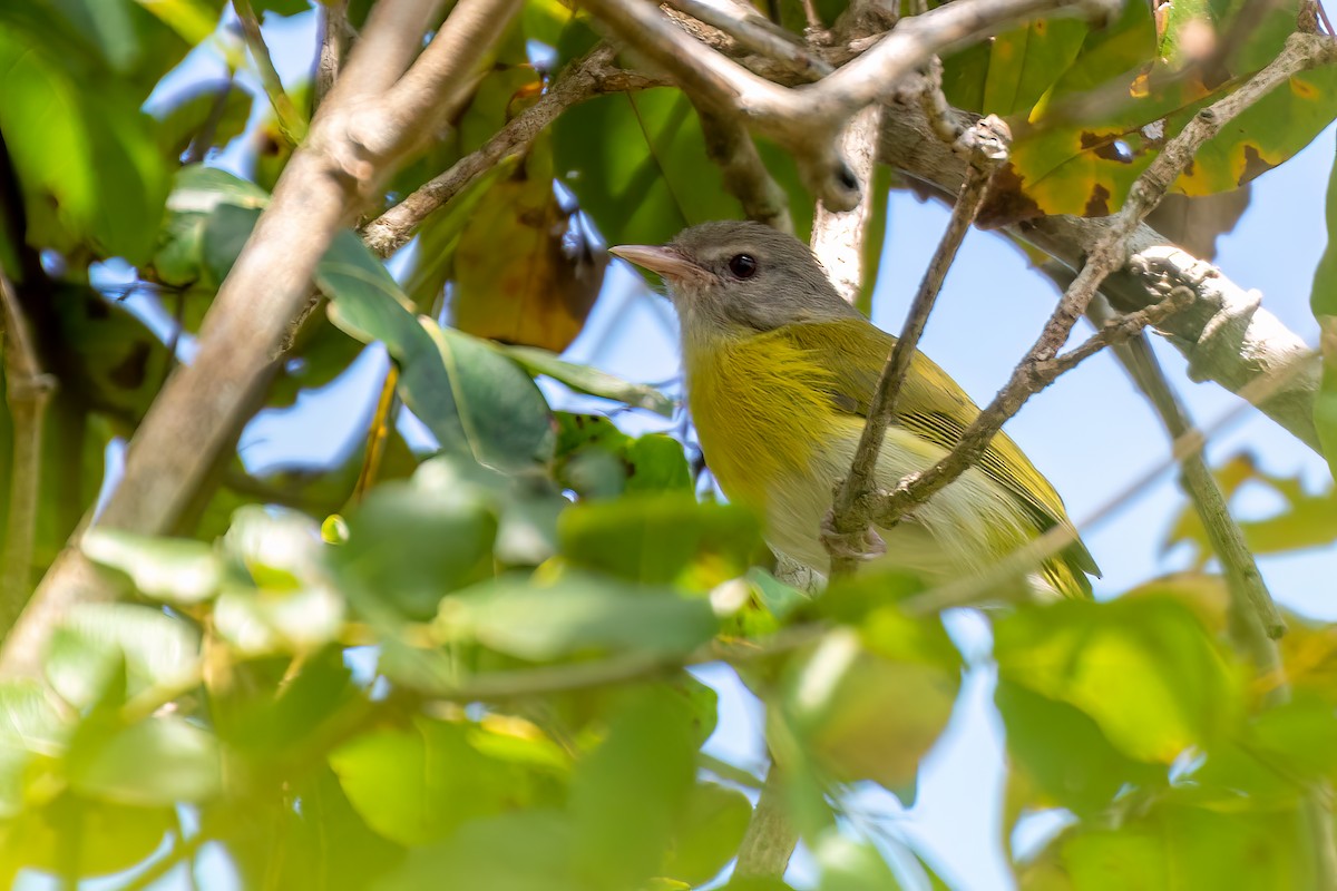 Ashy-headed Greenlet - André Adeodato - Aves de Sobral