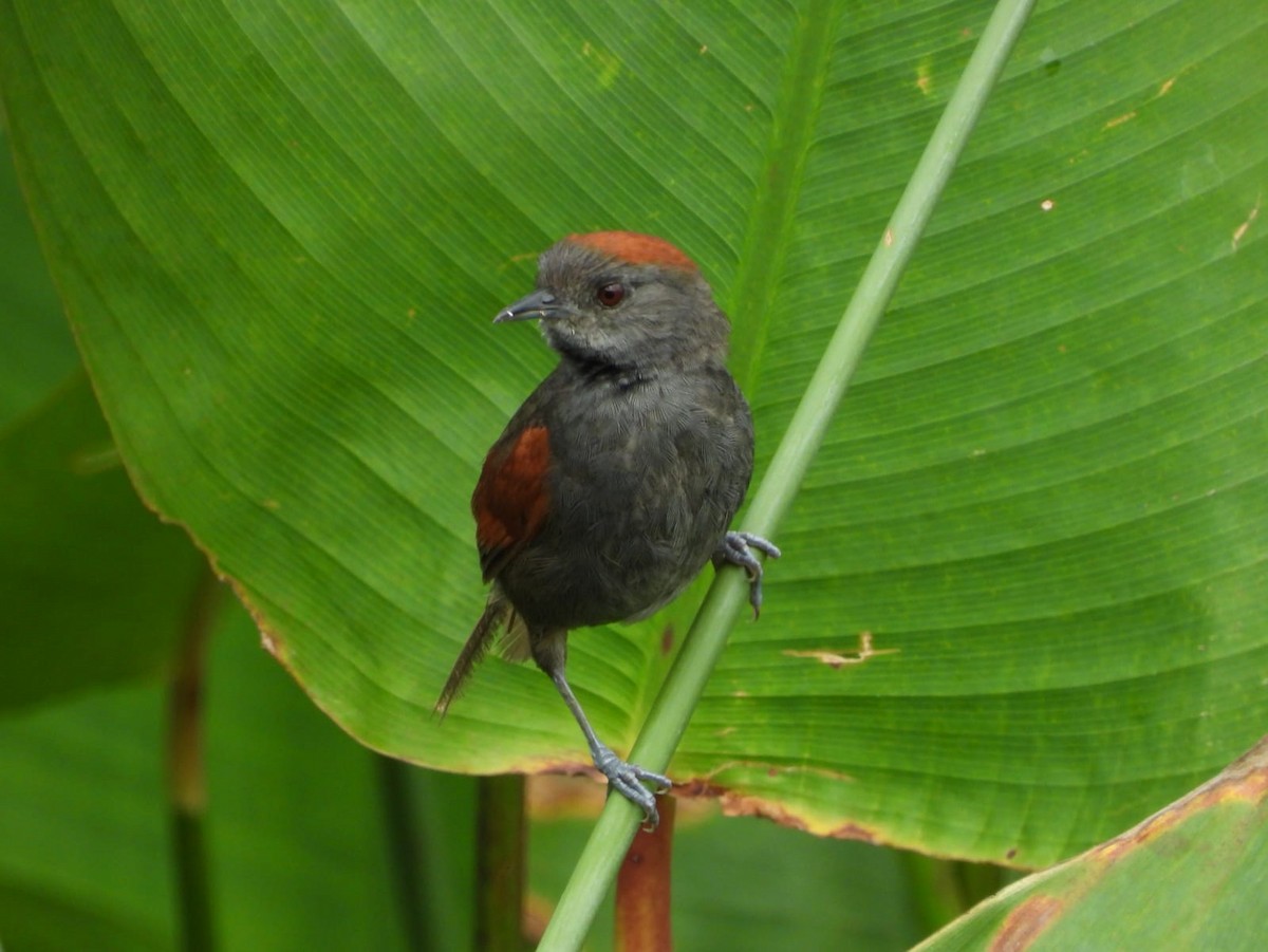 Slaty Spinetail - ML609227437