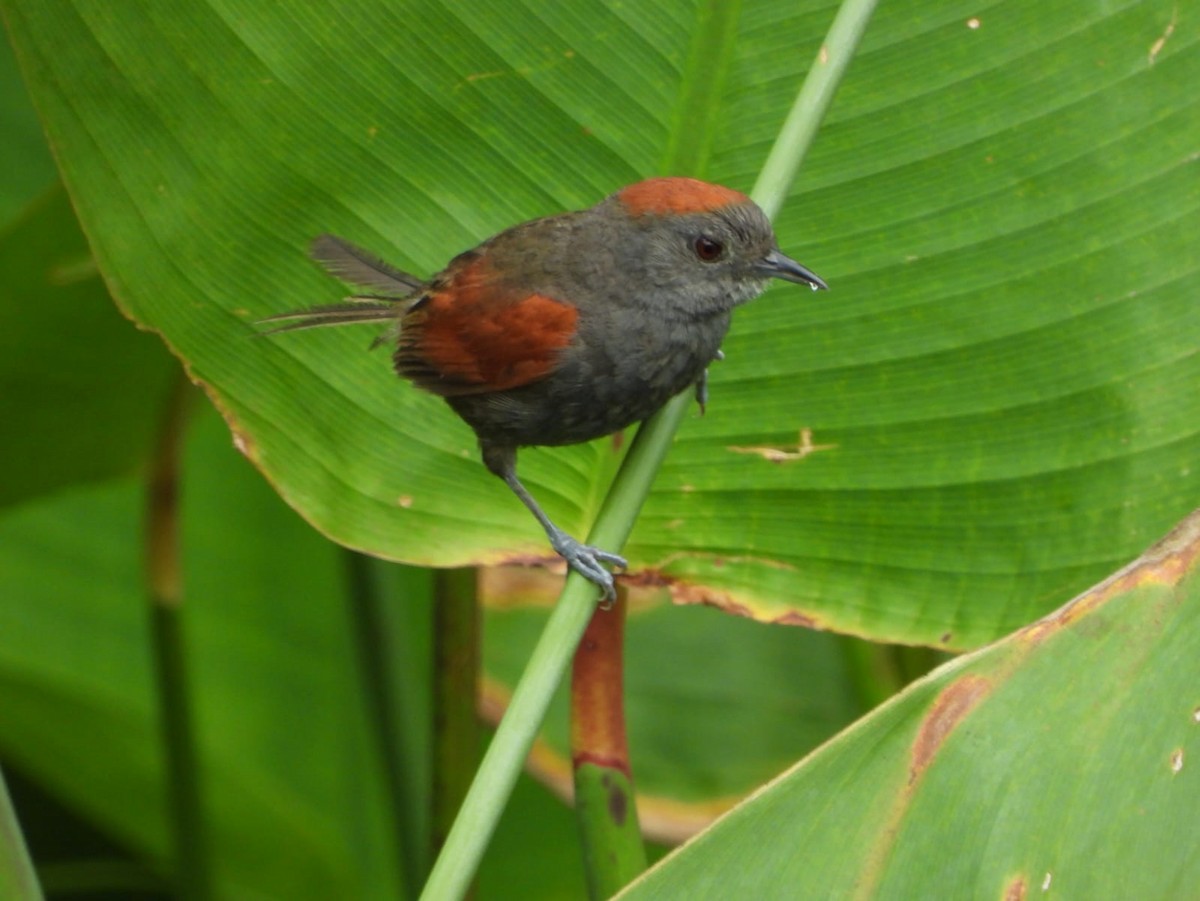 Slaty Spinetail - ML609227441