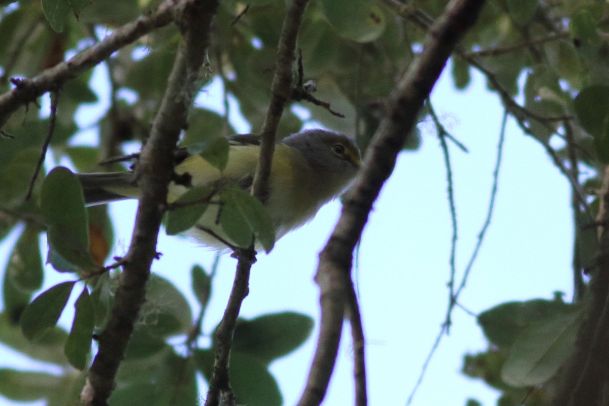 Ak Gözlü Vireo - ML609227539