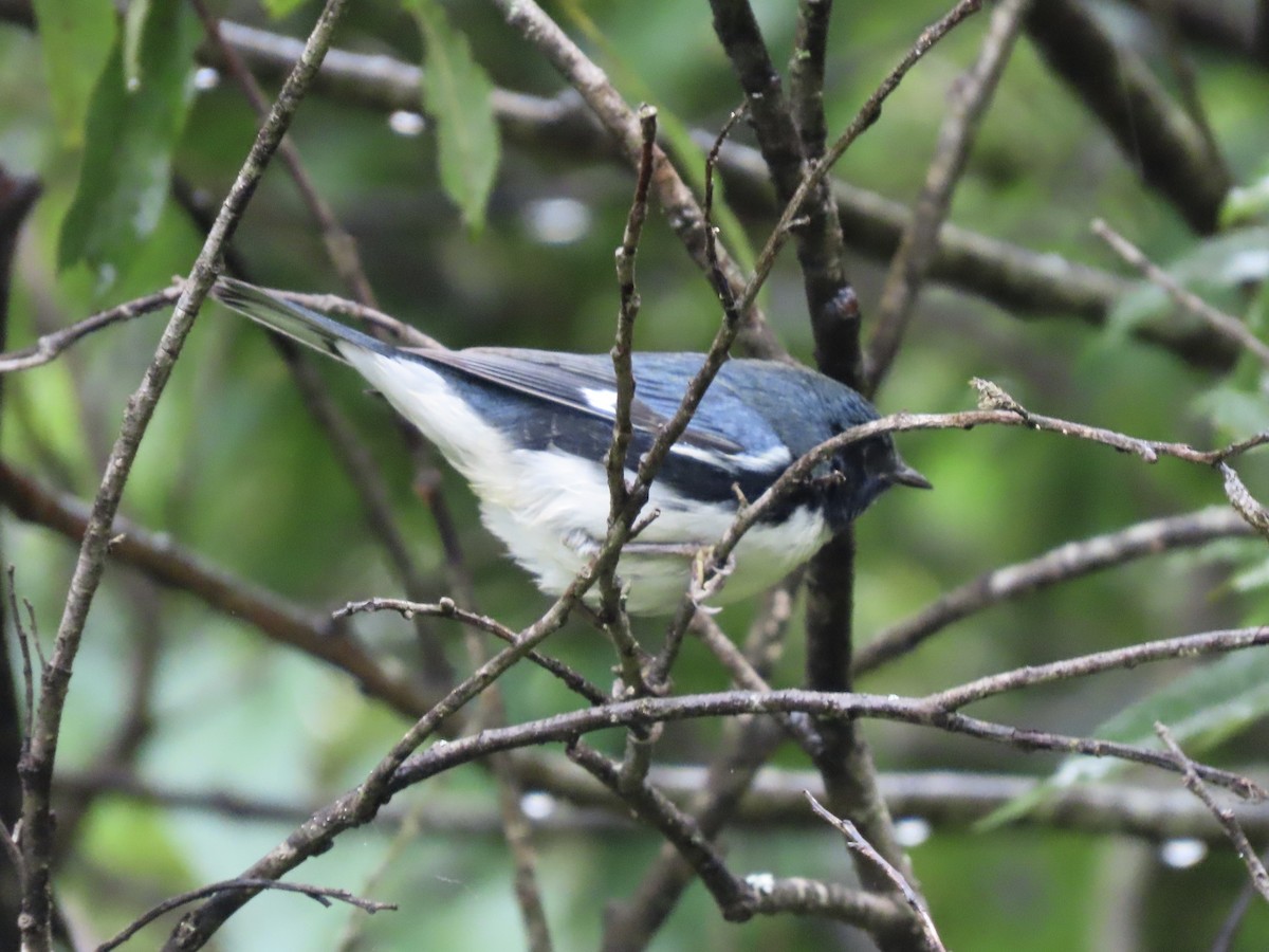 Black-throated Blue Warbler - ML609227609