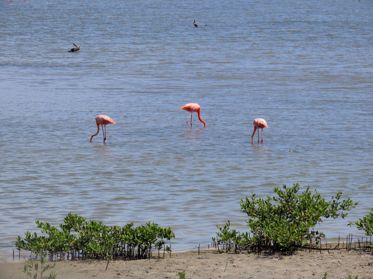 Amerika Flamingosu - ML609227646