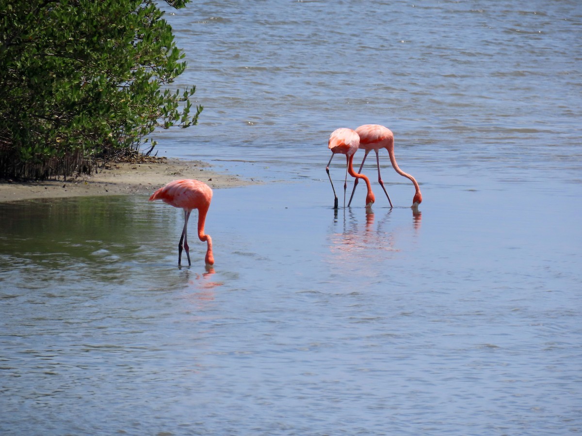 Amerika Flamingosu - ML609227654