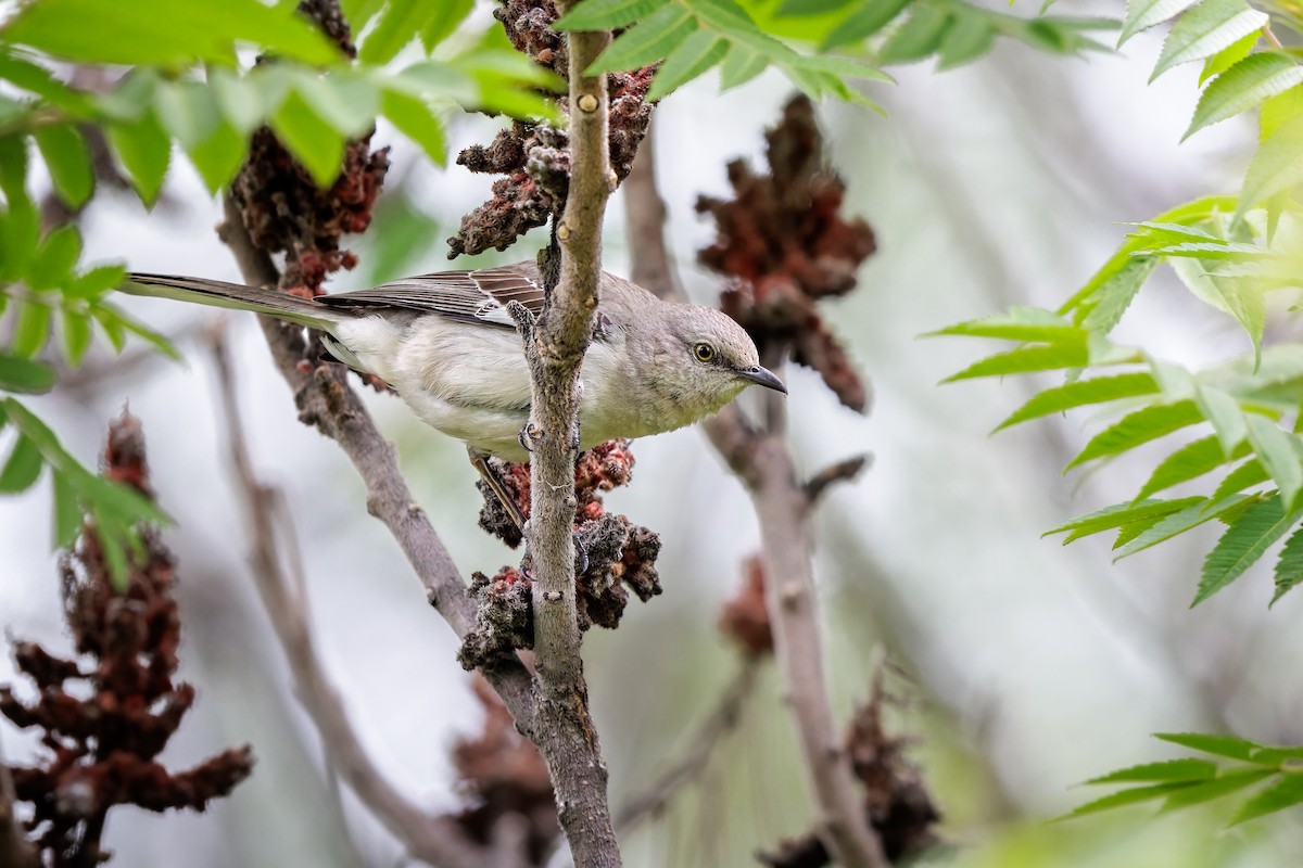 Northern Mockingbird - ML609227710