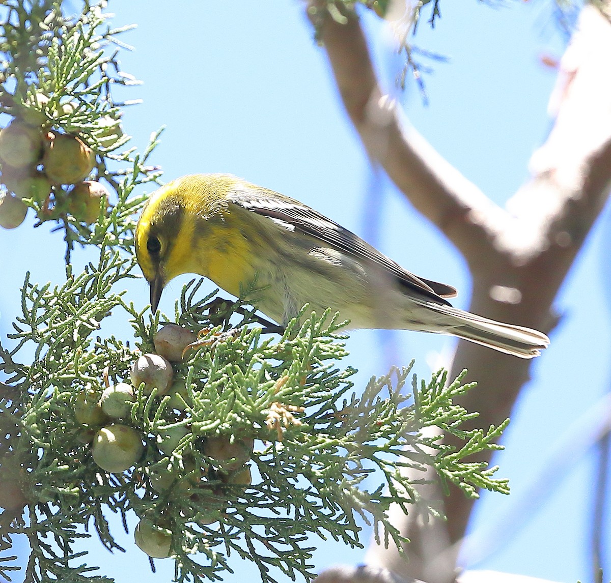 Townsend's Warbler - Patricia Isaacson