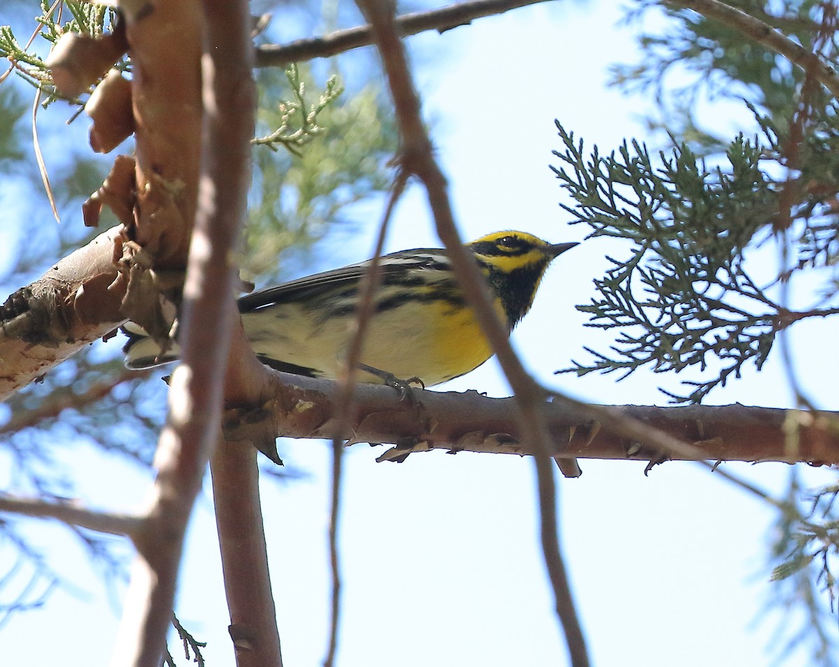 Townsend's Warbler - Patricia Isaacson