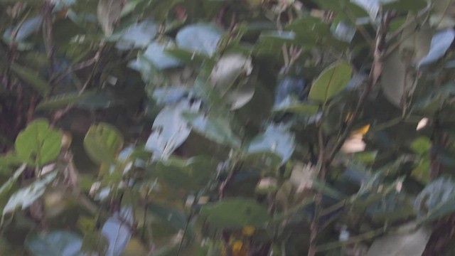 Yellow Warbler (Northern) - ML609227943