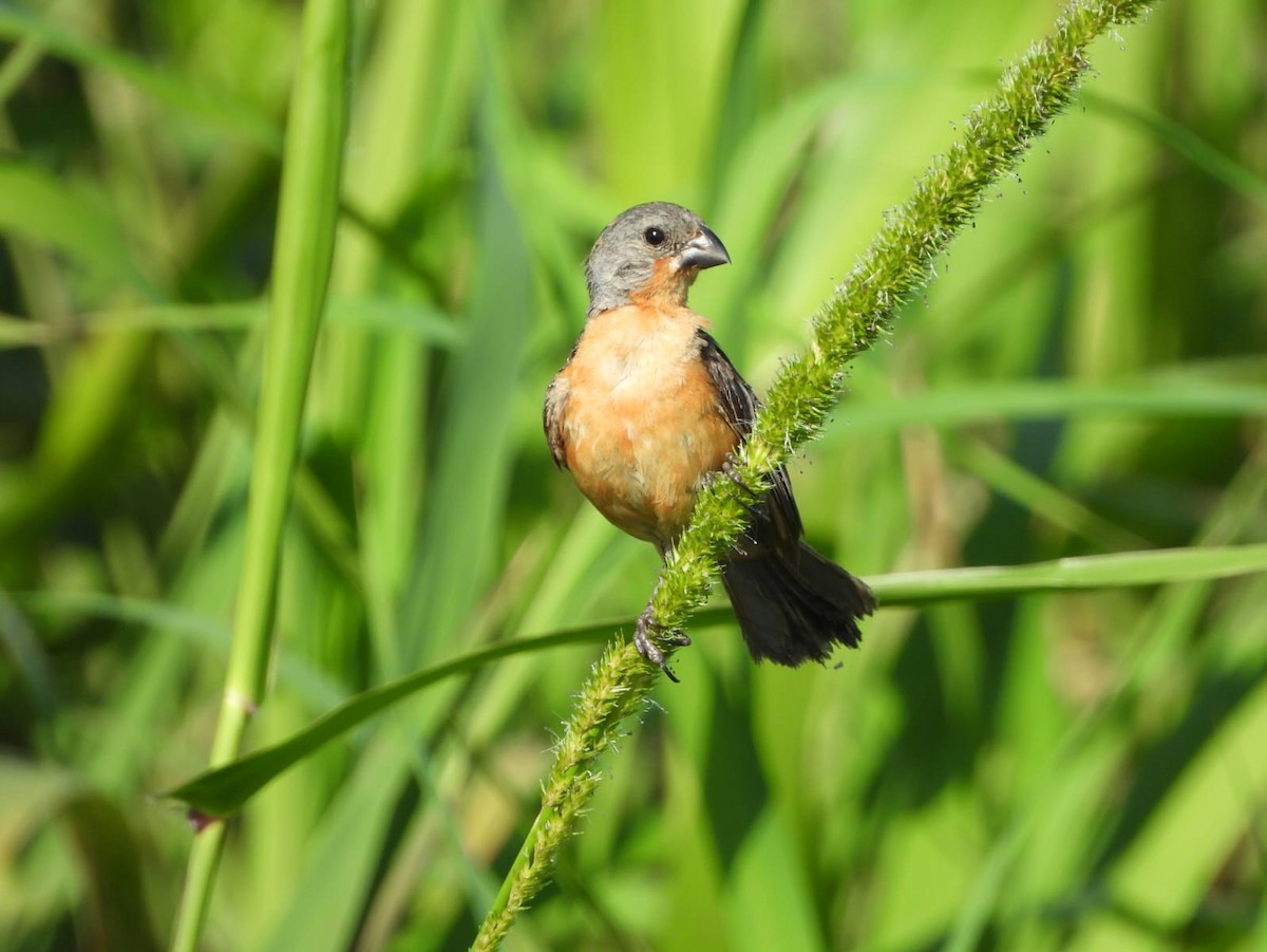 Ruddy-breasted Seedeater - ML609228002