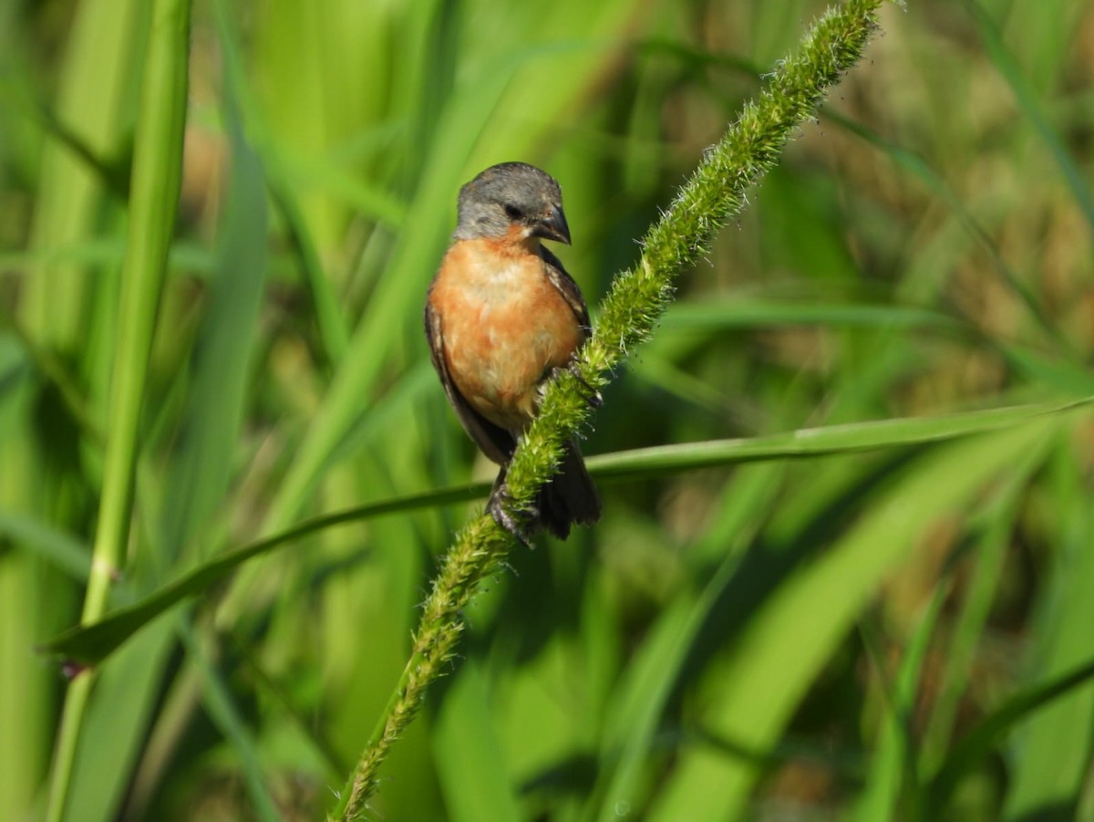 Ruddy-breasted Seedeater - ML609228006