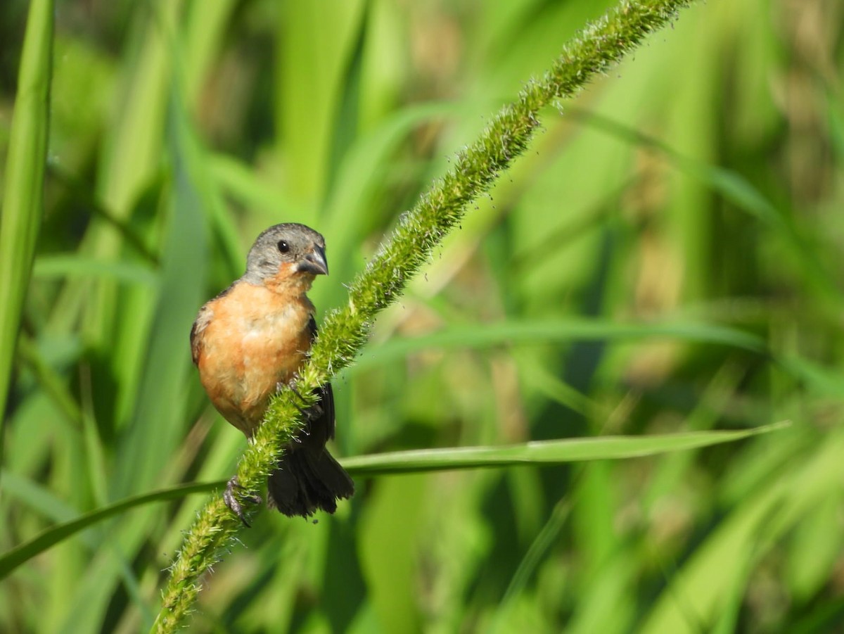 Ruddy-breasted Seedeater - ML609228007