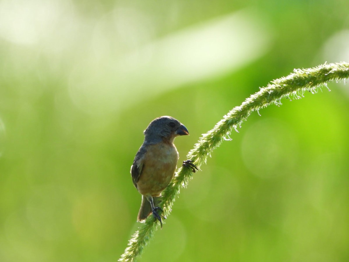 Ruddy-breasted Seedeater - ML609228008