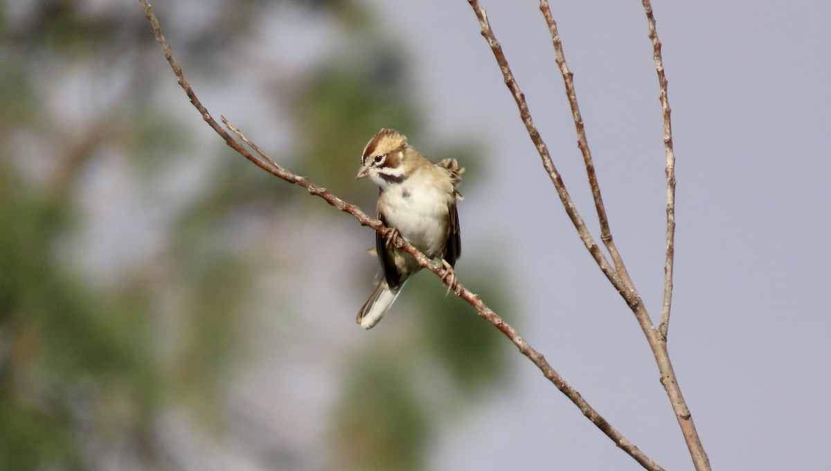 Lark Sparrow - ML609228010