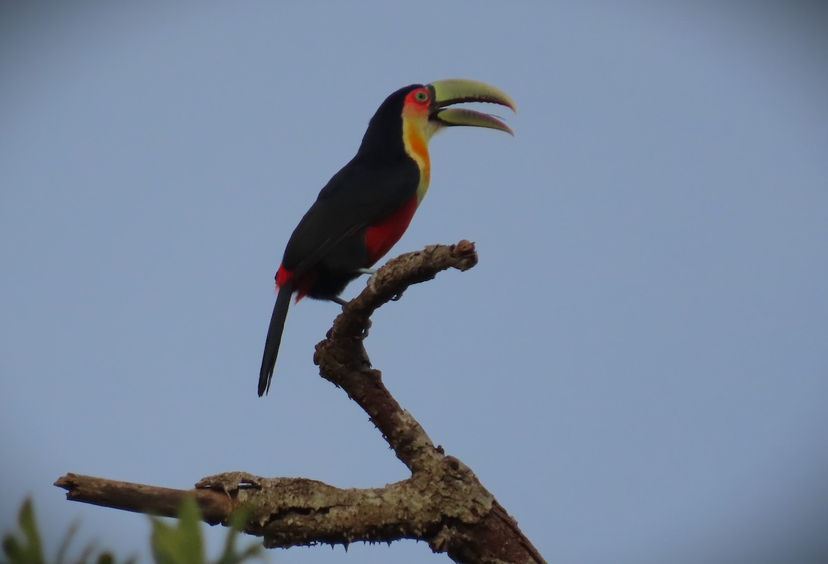 Red-breasted Toucan - ML609228017