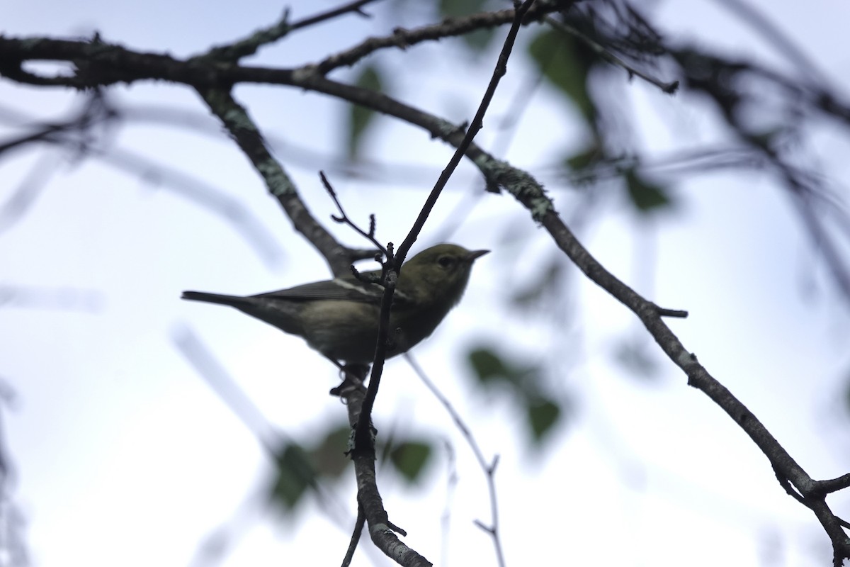 Bay-breasted Warbler - ML609228054