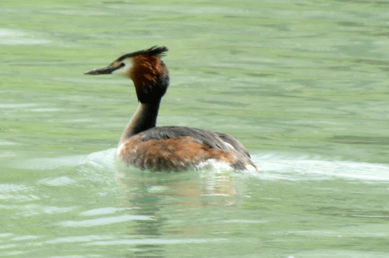 Great Crested Grebe - Judy Liddell