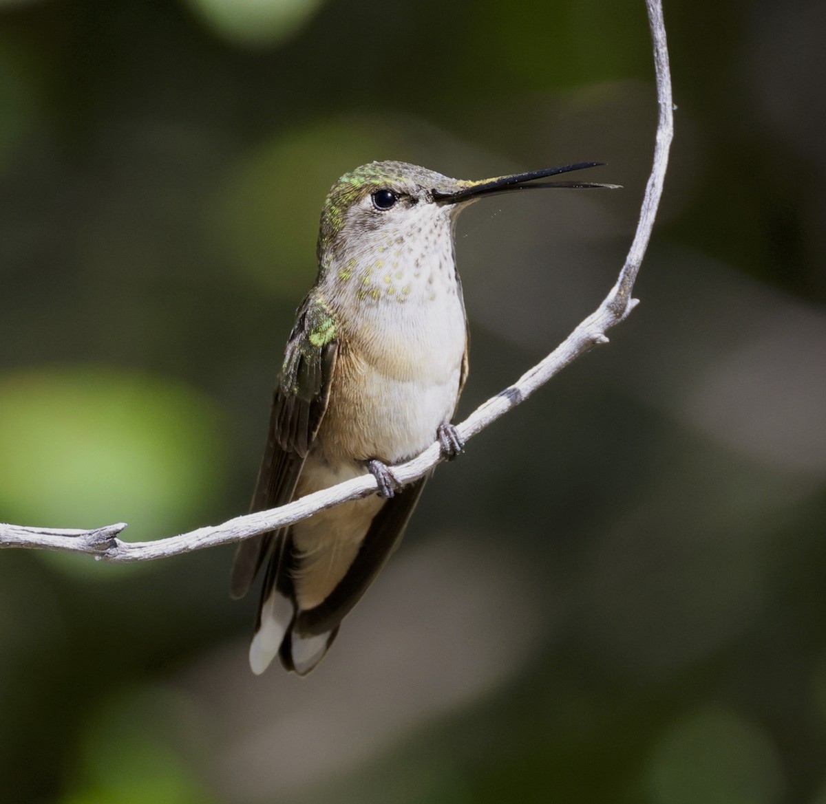 Broad-tailed Hummingbird - Adam Dudley