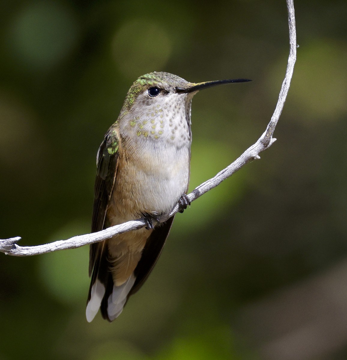 Broad-tailed Hummingbird - ML609228212