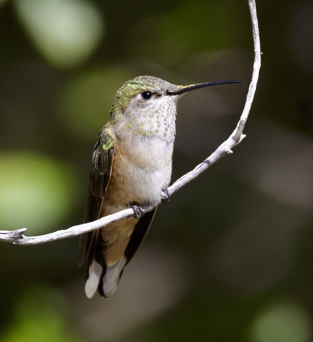Broad-tailed Hummingbird - ML609228213