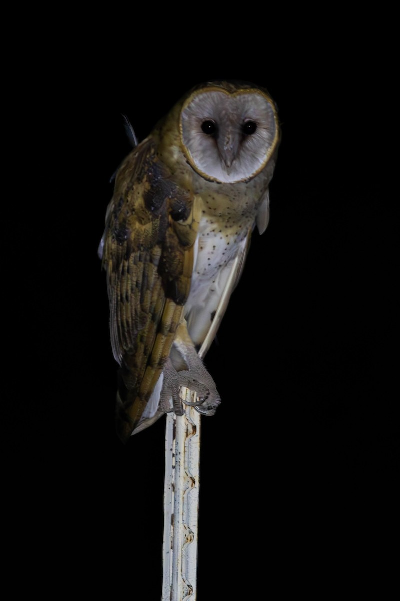 Barn Owl - Alex Lamoreaux