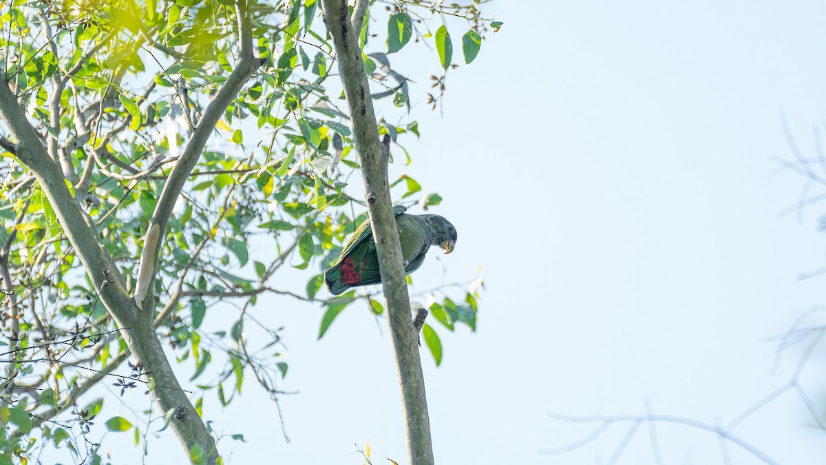Scaly-headed Parrot - ML609228296