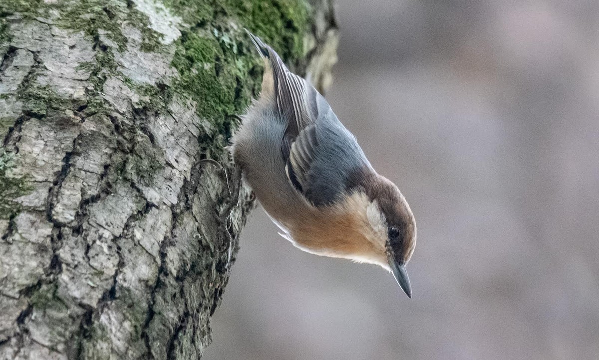 Brown-headed Nuthatch - ML609228382