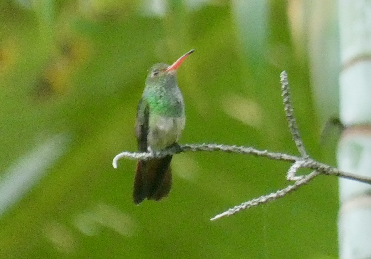 Rufous-tailed Hummingbird - Mary Jane Gagnier