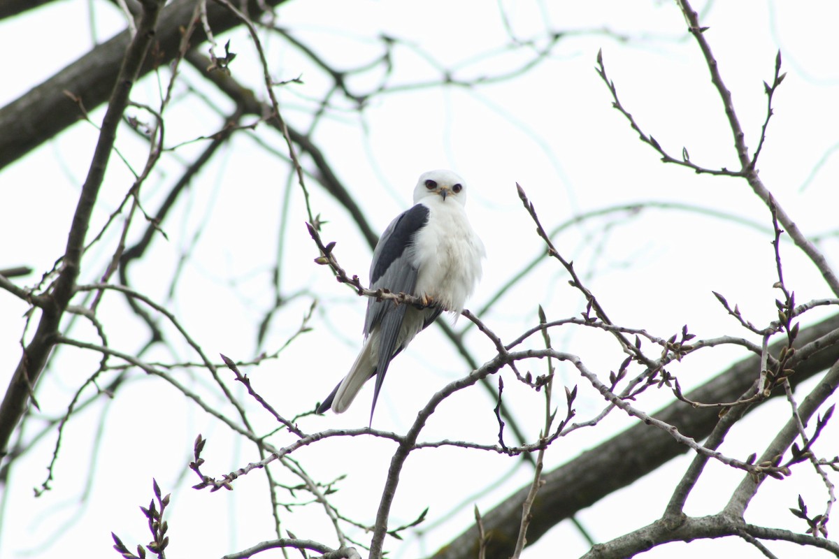 White-tailed Kite - ML609229071
