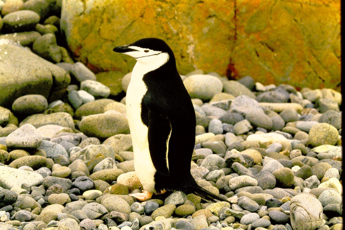 Chinstrap Penguin - Kimball Garrett