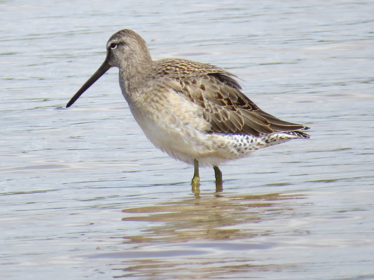 Long-billed Dowitcher - ML609229311