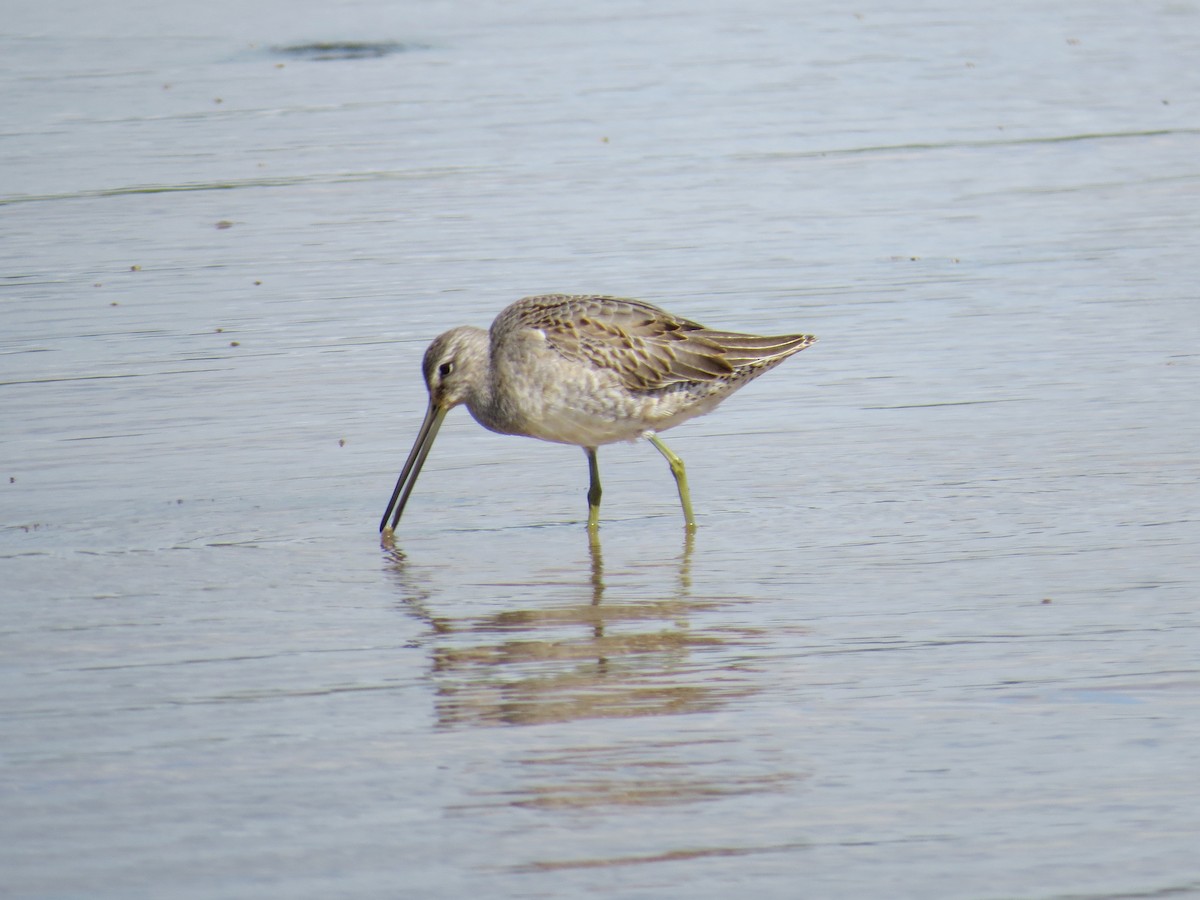 Long-billed Dowitcher - ML609229326