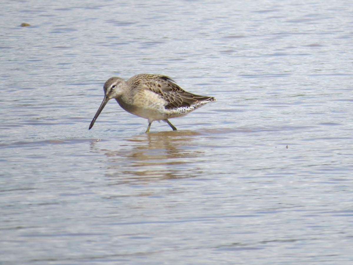Long-billed Dowitcher - ML609229349