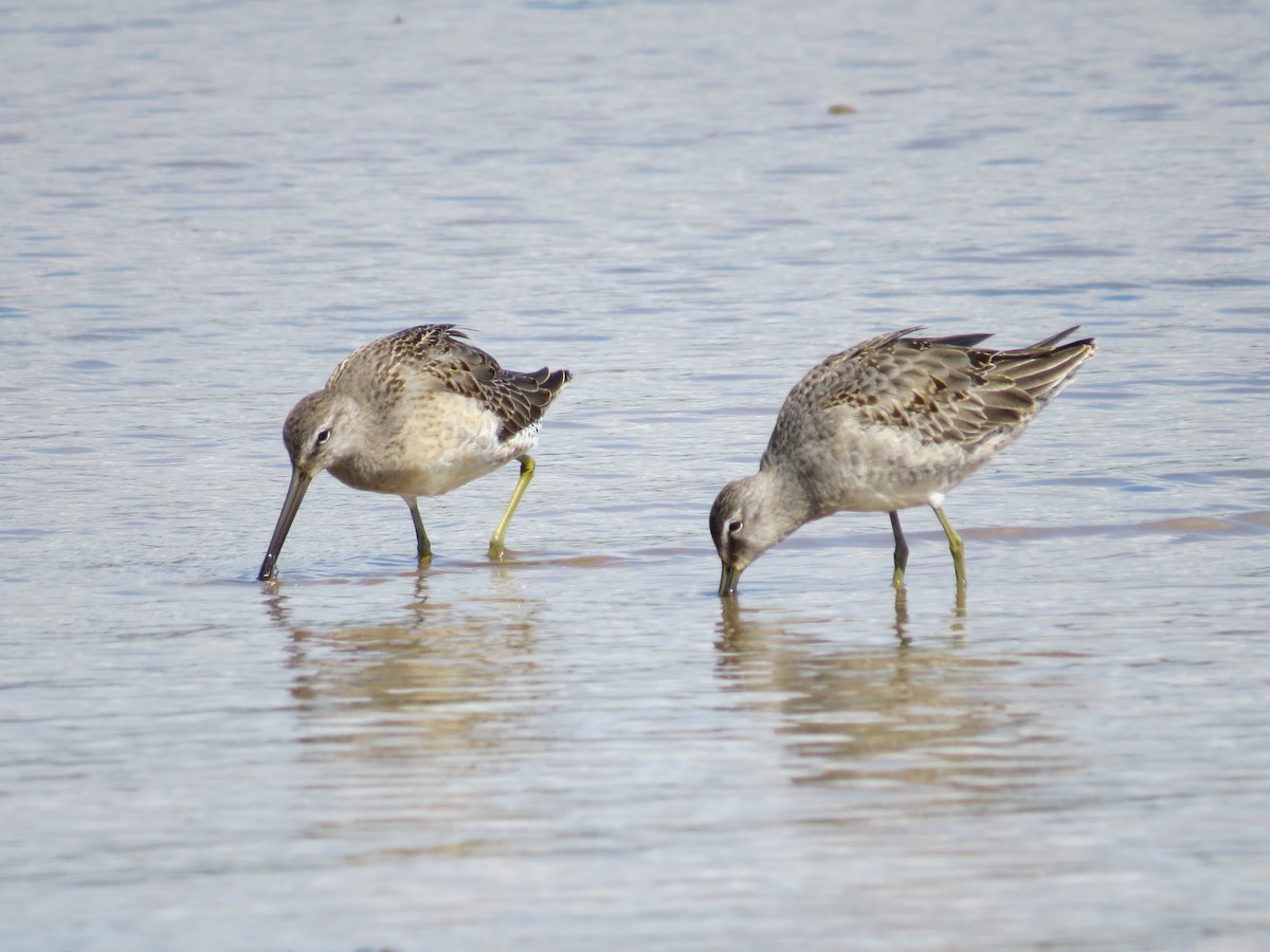 Long-billed Dowitcher - ML609229366