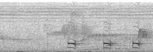Сорокуш плямистий (підвид punctatus/interpositus) - ML60923
