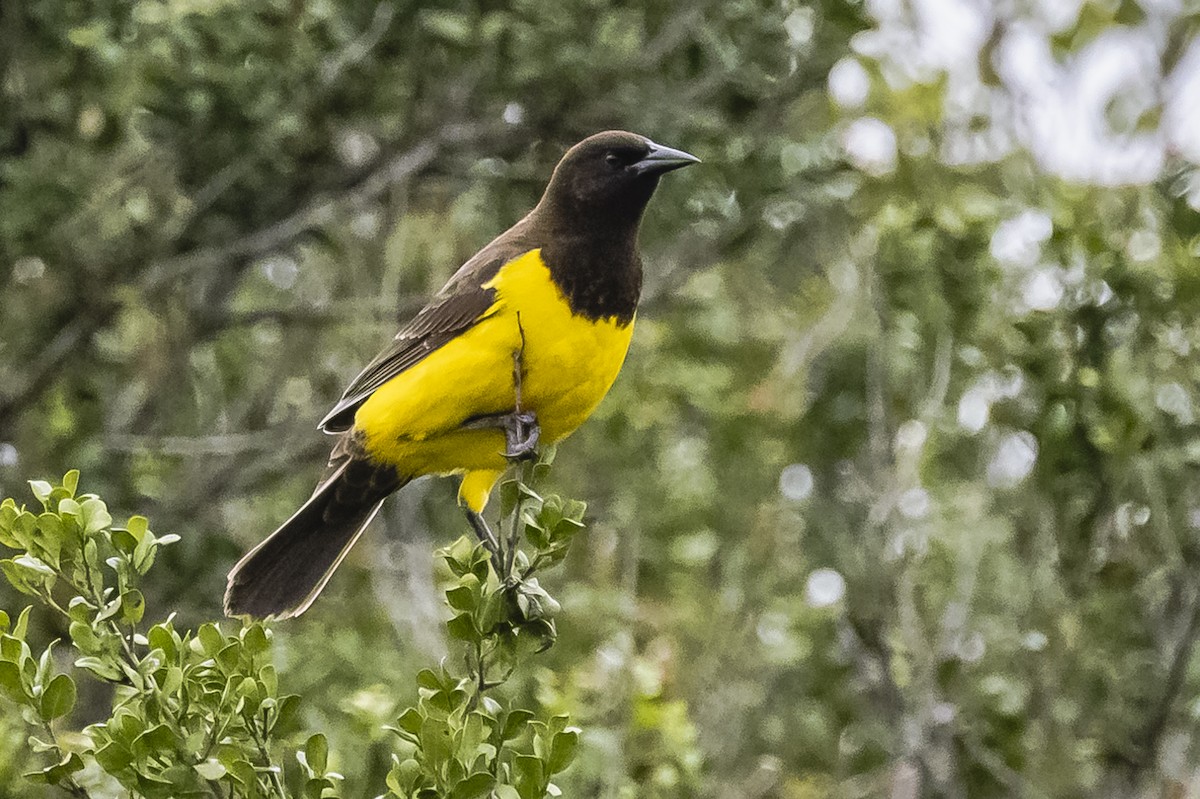 Yellow-rumped Marshbird - ML609230171