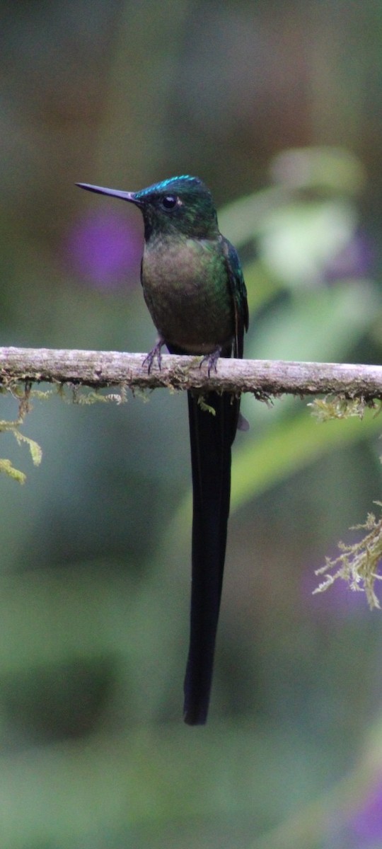 Violet-tailed Sylph - ML609230178
