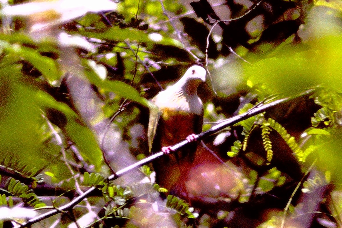 holub běločapkový - ML609230205