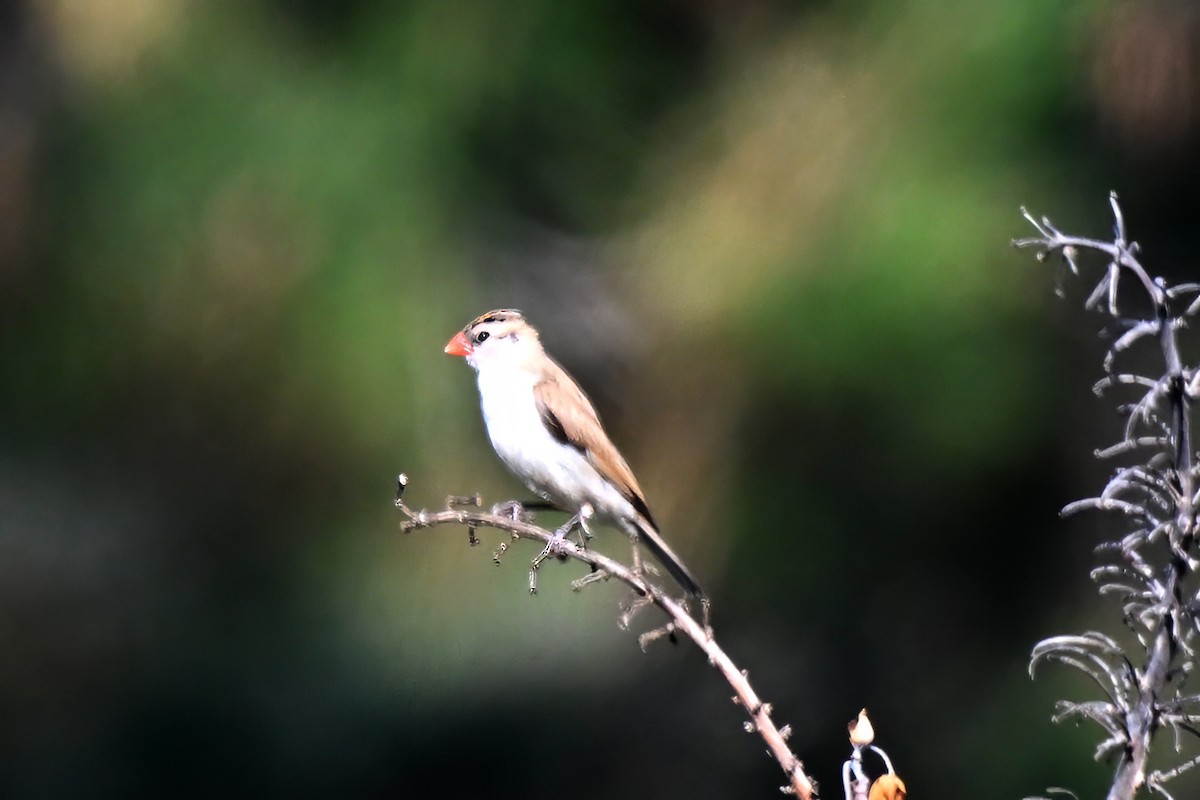 Pin-tailed Whydah - ML609230266