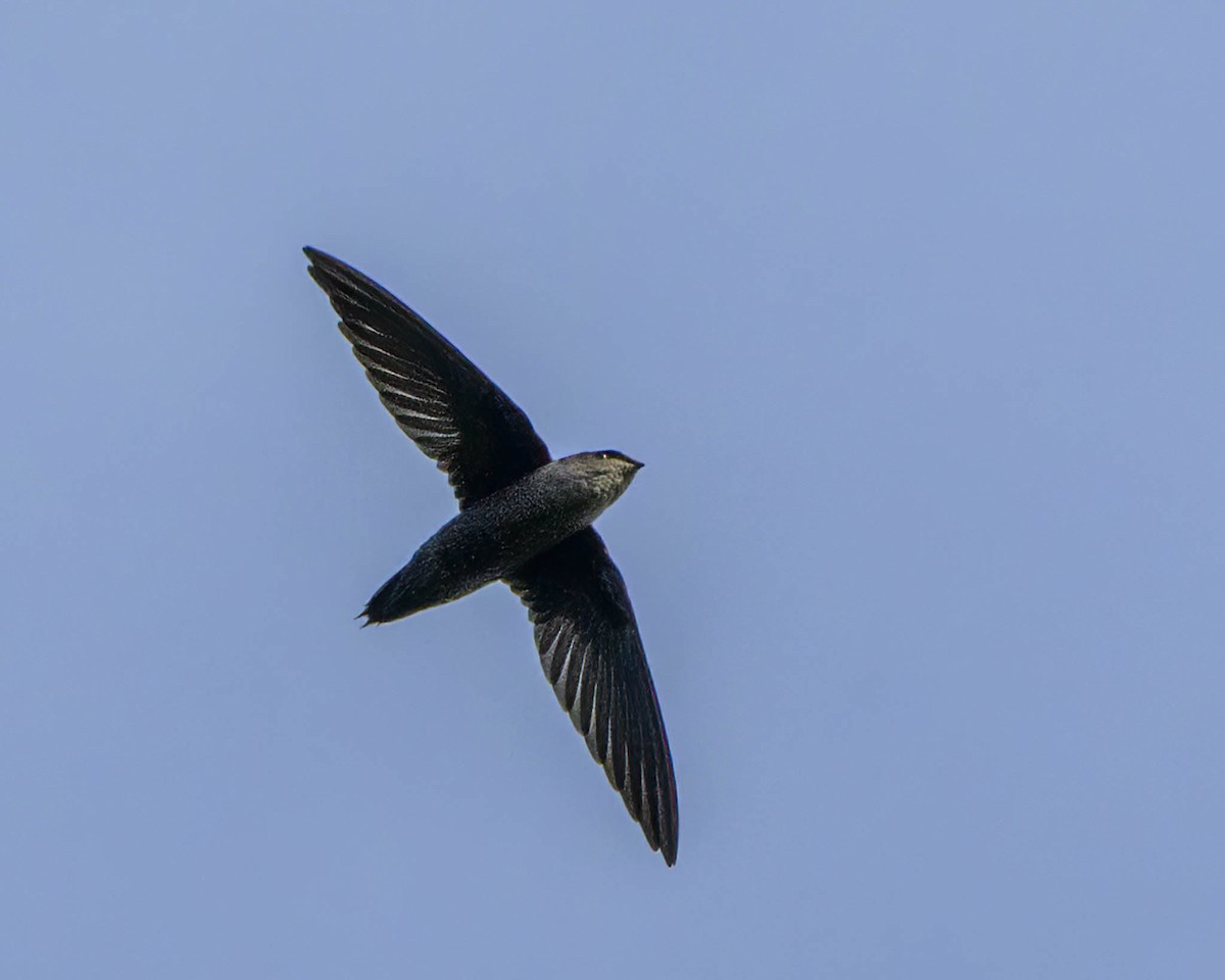 Chimney Swift - ML609230387