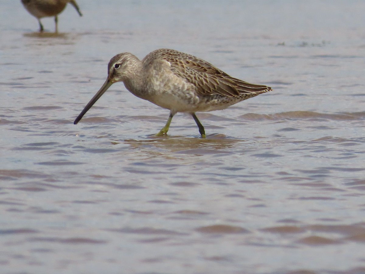 Long-billed Dowitcher - ML609230596