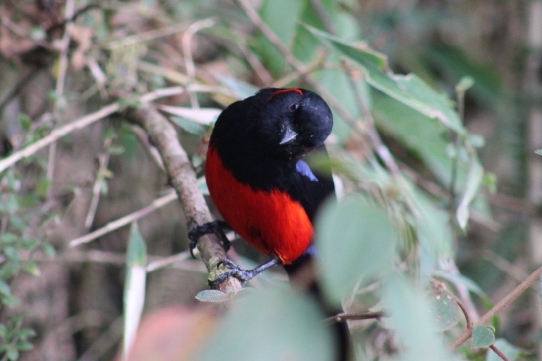 Scarlet-bellied Mountain Tanager - ML609230602