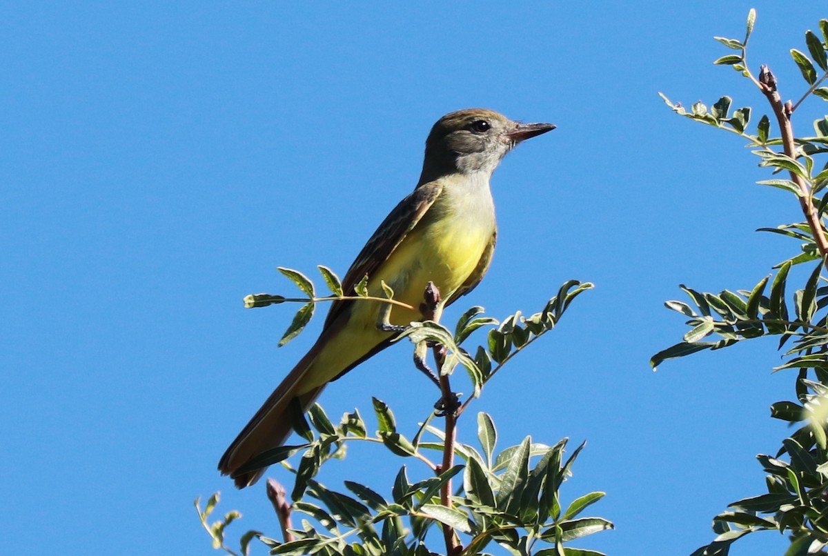 Great Crested Flycatcher - ML609230659