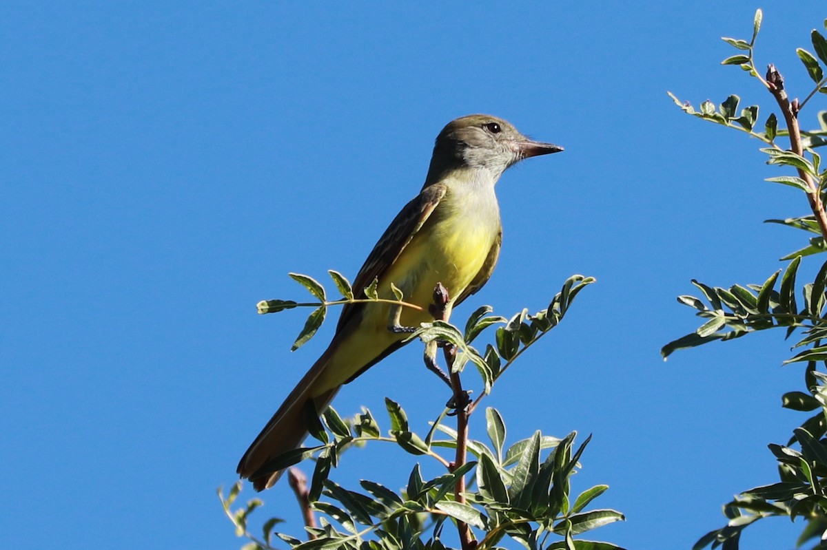 Great Crested Flycatcher - ML609230660