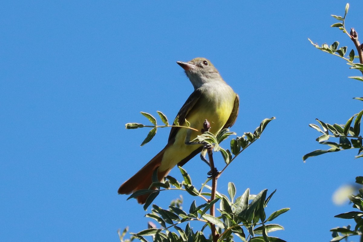 Great Crested Flycatcher - ML609230661