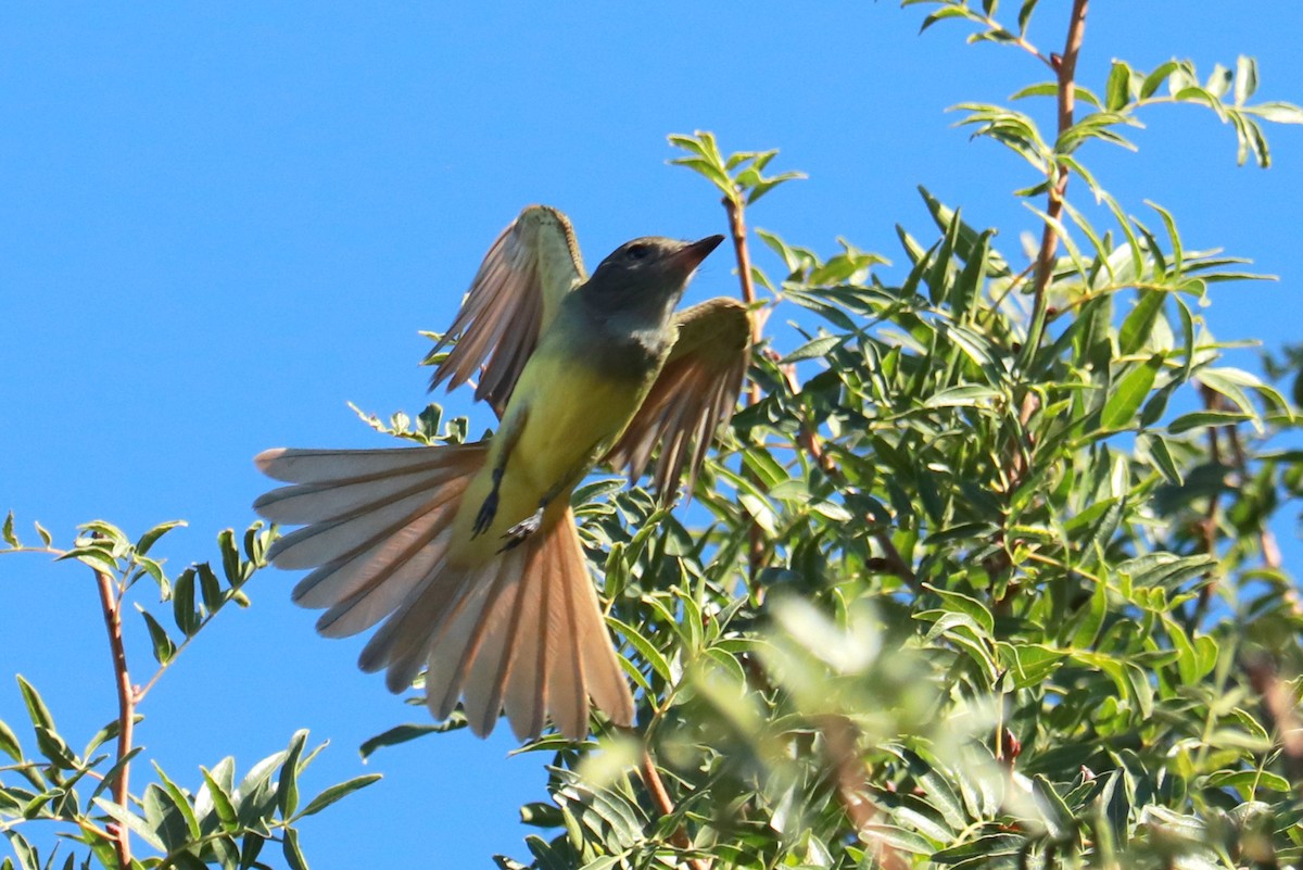 Great Crested Flycatcher - ML609230662