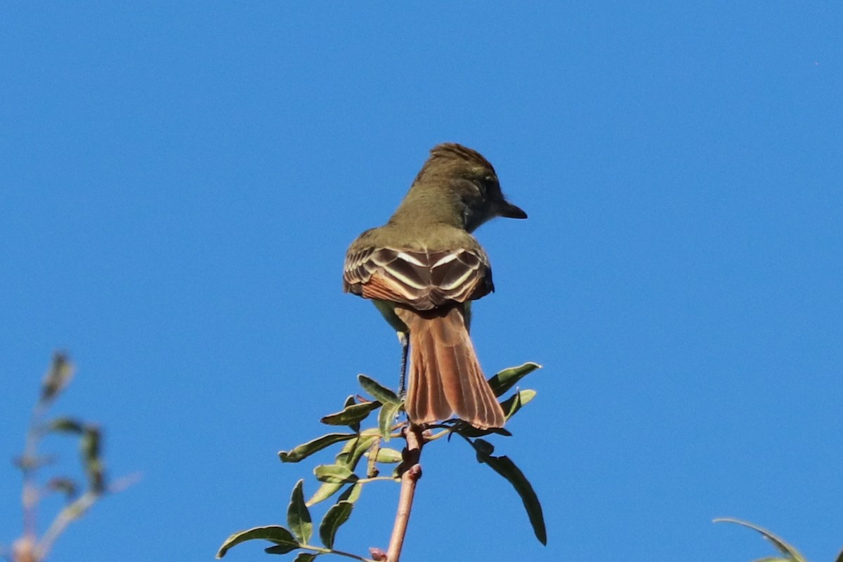 Great Crested Flycatcher - ML609230663