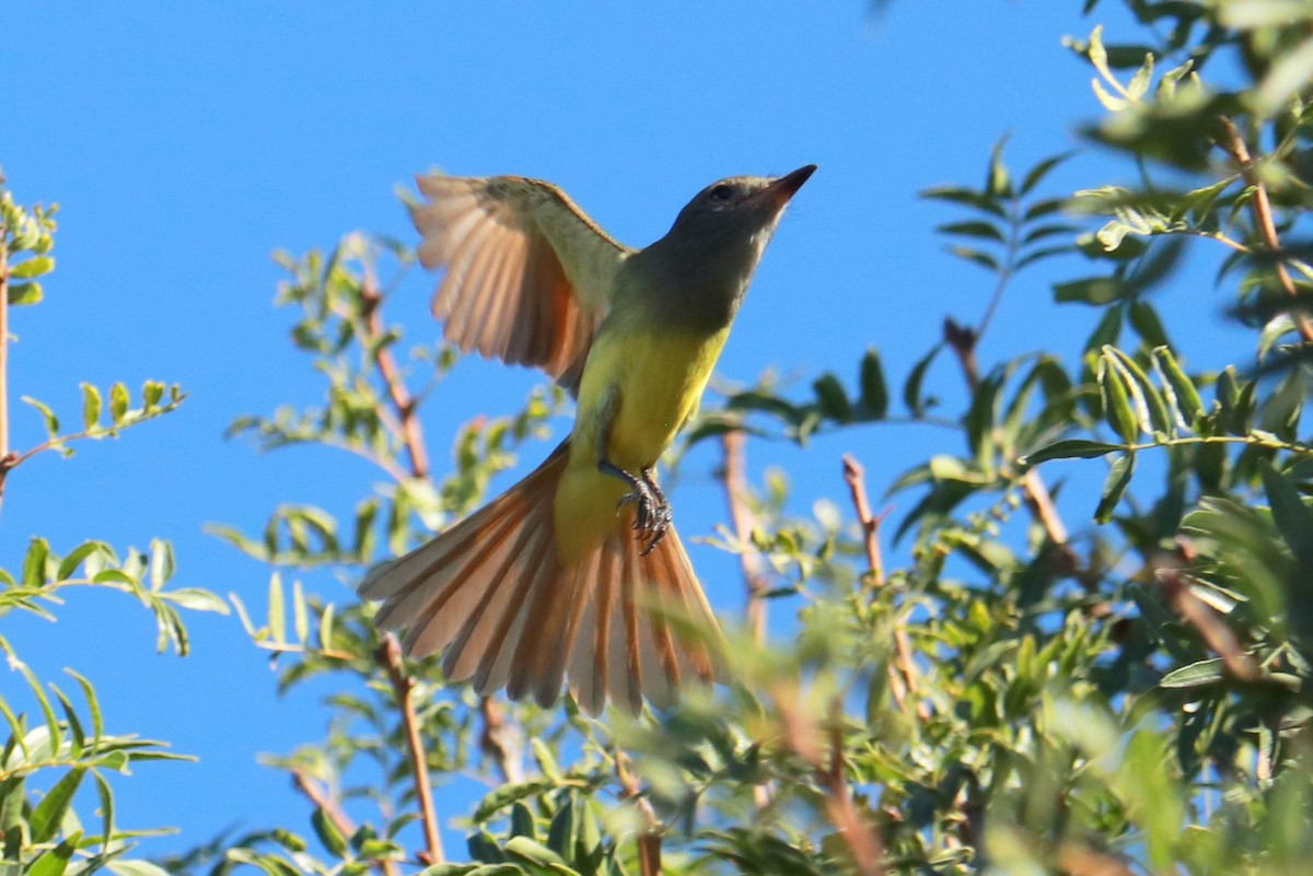 Great Crested Flycatcher - ML609230664