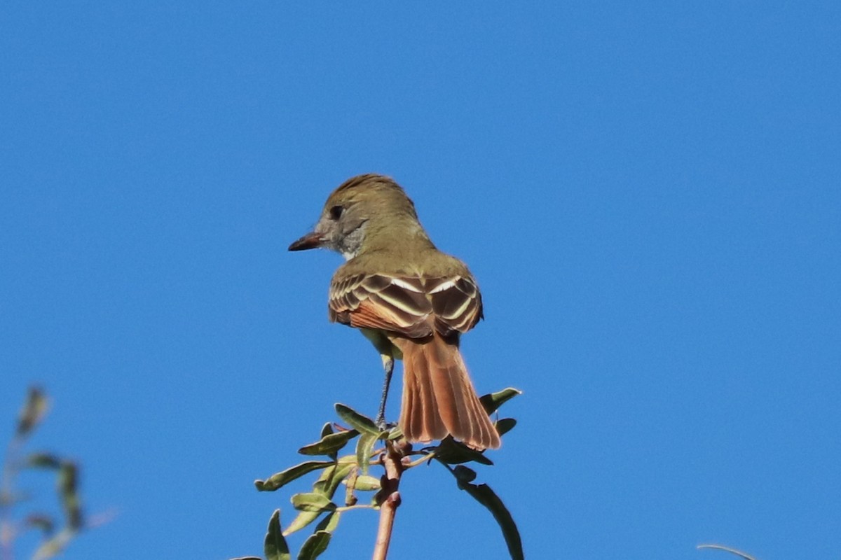 Great Crested Flycatcher - ML609230665